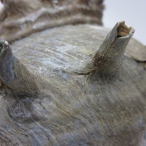 サザエの貝殻