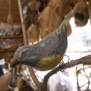 鳥の巣研究所